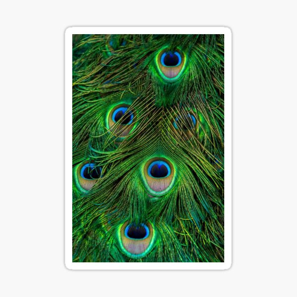 Beautiful Peacock Feather Sticker For Sale By Doraworld12 Redbubble 4779