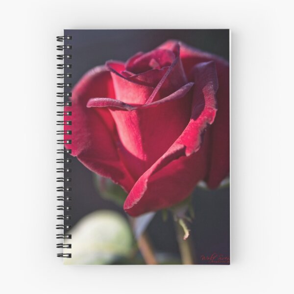 Item preview, Roses in Yass (7) designed and sold by Wolf Sverak Photography.