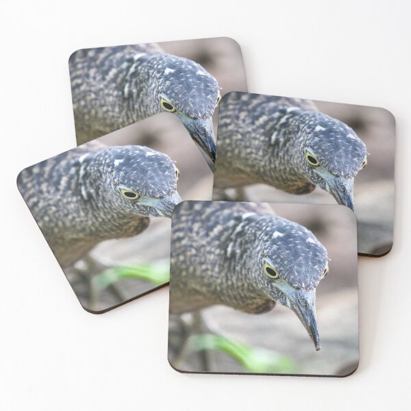 Item preview, Malayan Night Heron designed and sold by hamsambly.