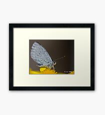 Holly blue Framed Print