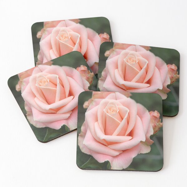 Item preview, Pink Tea Rose (Rosa Hybrida) Botanical Flower designed and sold by VistaViews.