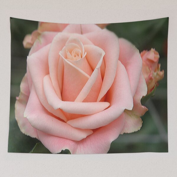 Item preview, Pink Tea Rose (Rosa Hybrida) Botanical Flower designed and sold by VistaViews.