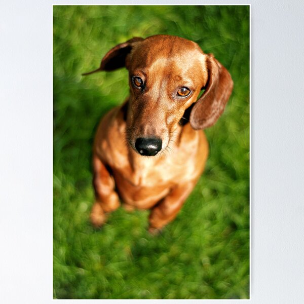 Item preview, miniature dachshund designed and sold by spiralsofwhite.