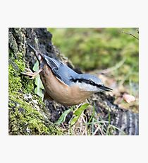 Nuthatch Photographic Print