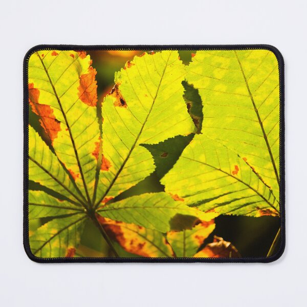 Item preview, Crawfordsburn Park Leaf Detail Nature Lovers designed and sold by eddiebarronshop.