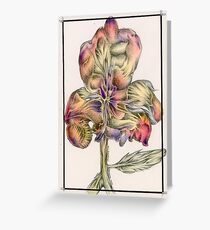 Pansy Greeting Card