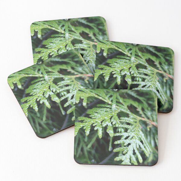 Item preview, Drippy green evergreen shrub in winter designed and sold by tshuki.