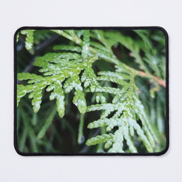 Item preview, Drippy green evergreen shrub in winter designed and sold by tshuki.
