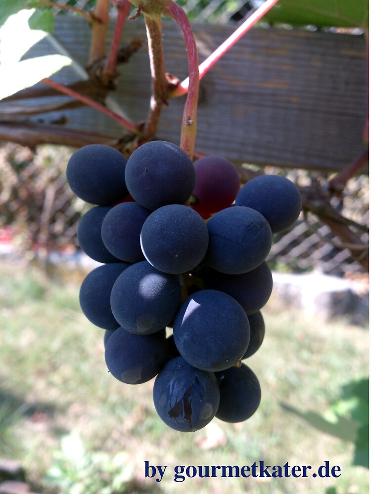 Weintraube Blauer Bernburger von Gourmetkater