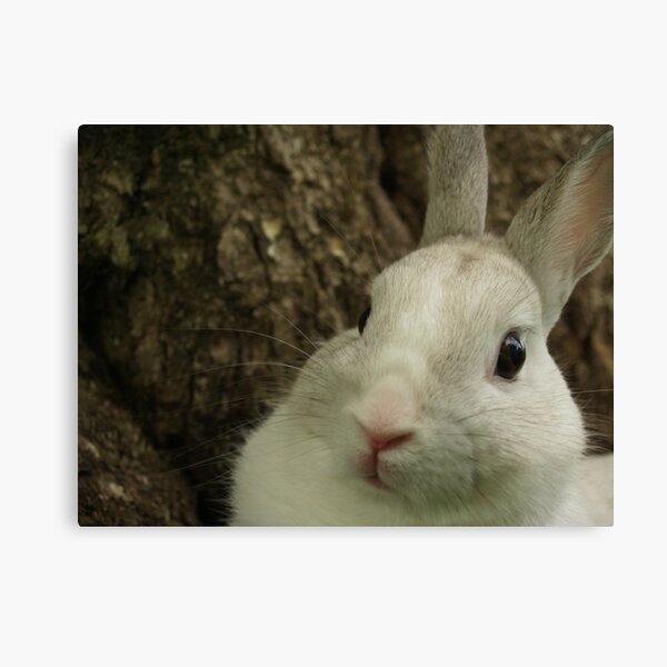 Dwarf Rabbit by Tree Canvas Print
