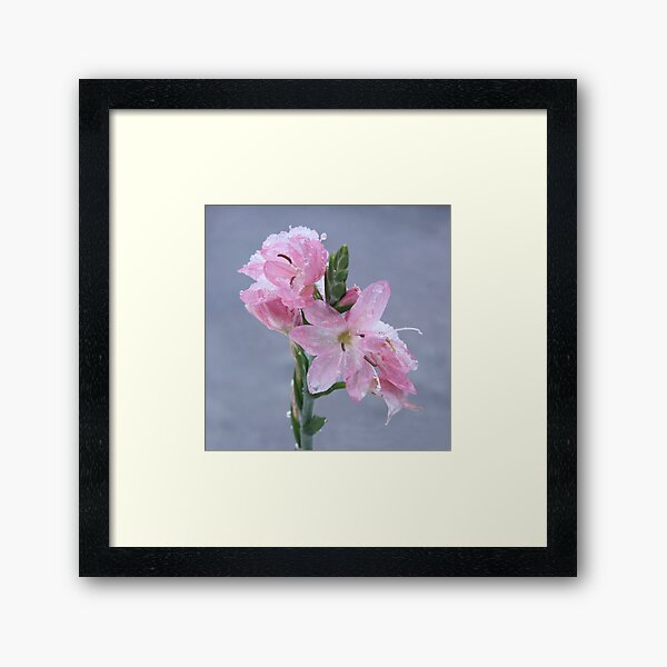 Pink Flower in the Snow Framed Art Print