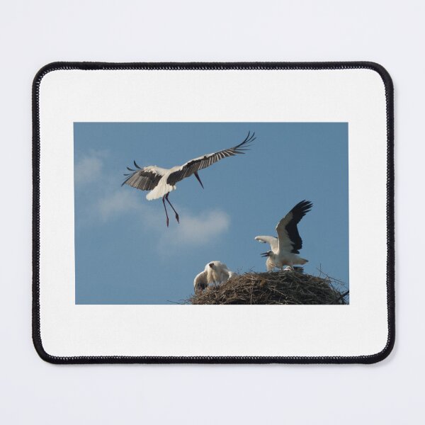 Item preview, A stork family reunion designed and sold by Animal-Photos.