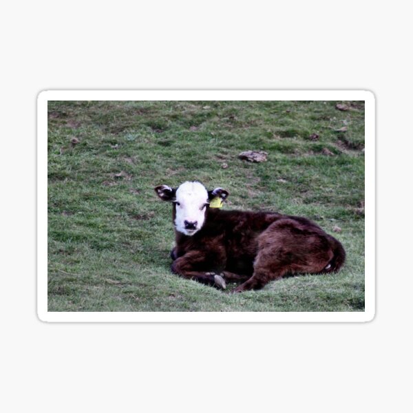 Cute calf Sticker