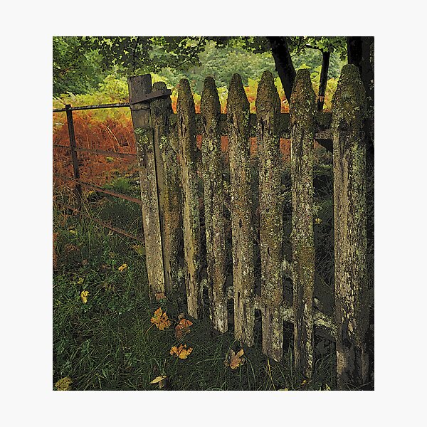 Item preview, A Liking for Lichen designed and sold by Richard Ion.