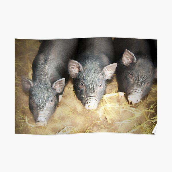 Piglet Posters Redbubble