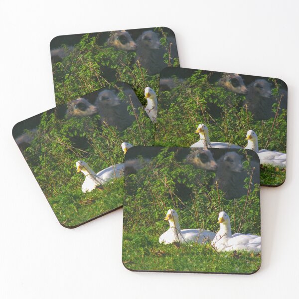 Item preview, white ducks designed and sold by Francespoppy.