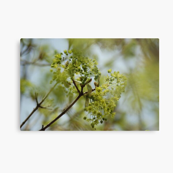 What am I? Metal Print