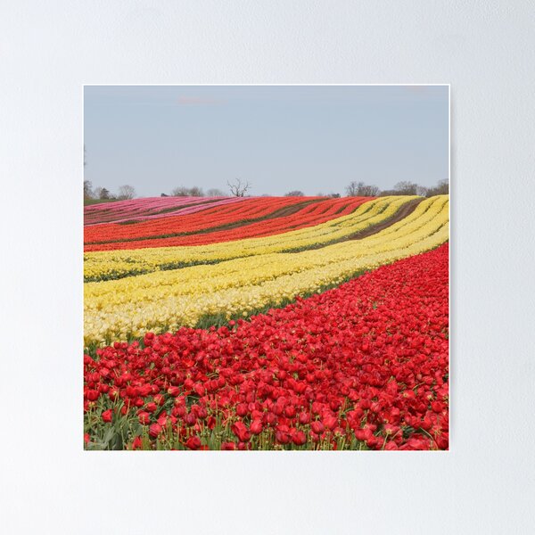 Tulip Field in Norfolk Poster