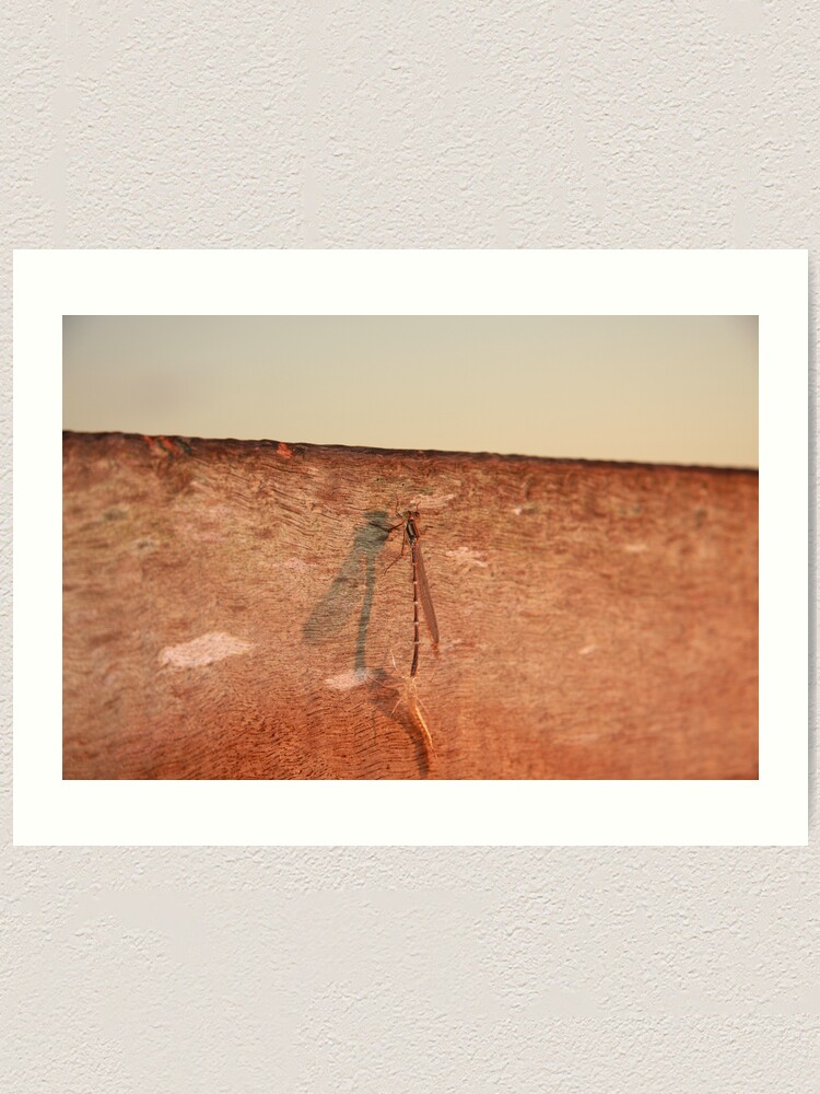 Alternate view of Dragonfly on the jetty Art Print