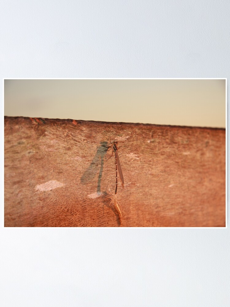 Alternate view of Dragonfly on the jetty Poster