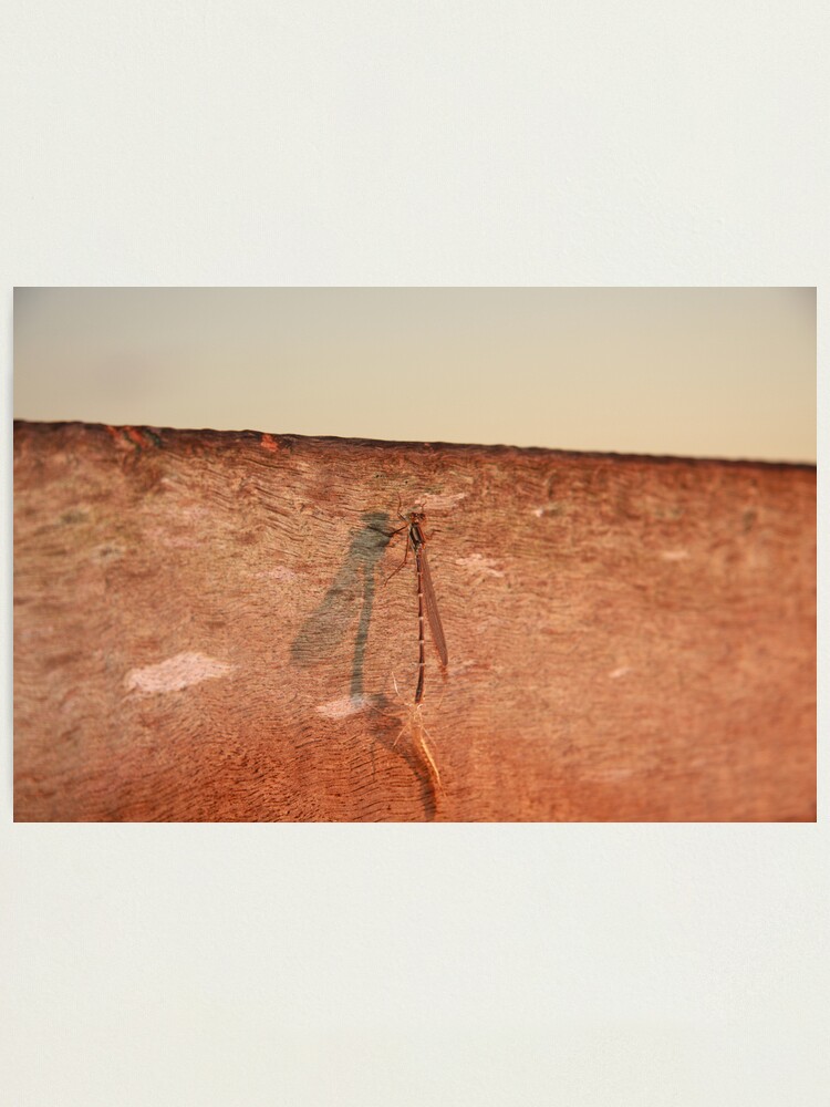 Alternate view of Dragonfly on the jetty Photographic Print
