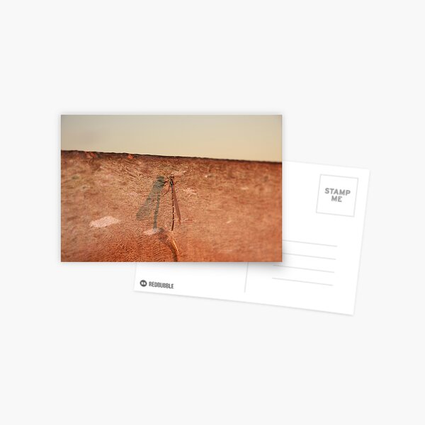 Dragonfly on the jetty Postcard