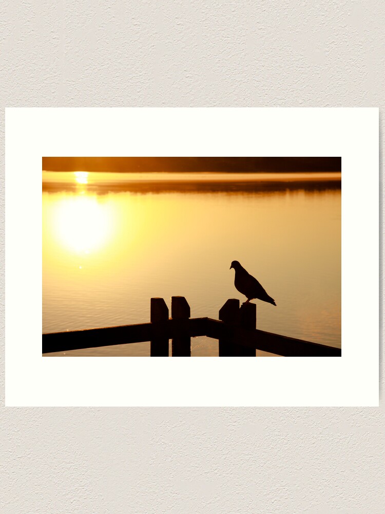 Alternate view of Pigeon sitting on the jetty Art Print