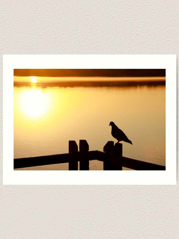 Alternate view of Pigeon sitting on the jetty Art Print