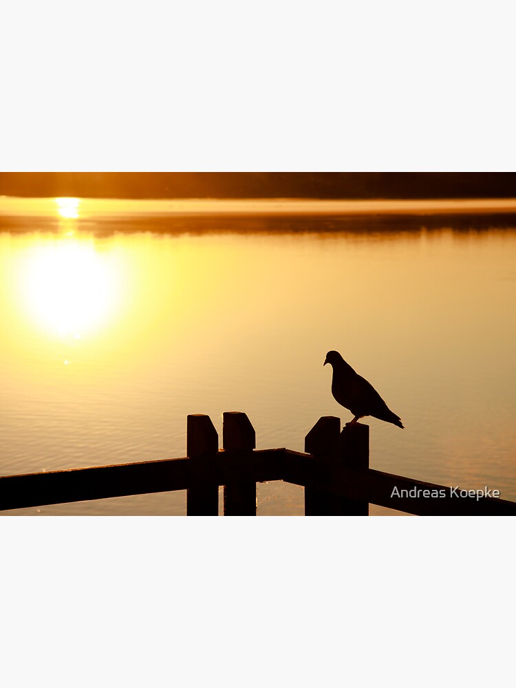 Pigeon sitting on the jetty by mistered