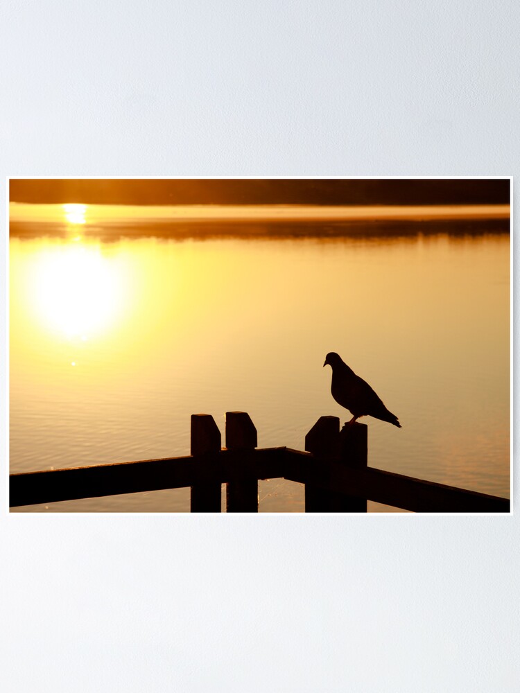 Alternate view of Pigeon sitting on the jetty Poster