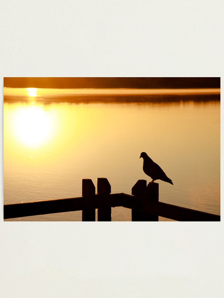 Alternate view of Pigeon sitting on the jetty Photographic Print