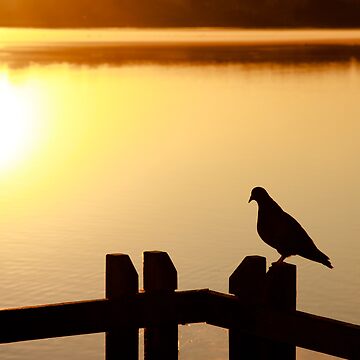 Artwork thumbnail, Pigeon sitting on the jetty by mistered
