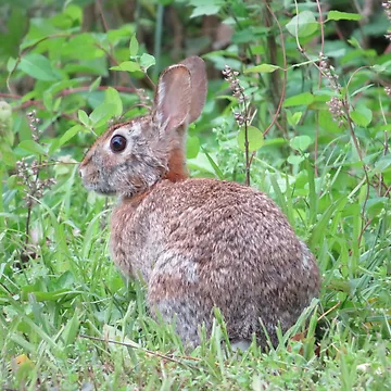 Artwork thumbnail, Mr. Rabbit by Tonia Delozier's Photography