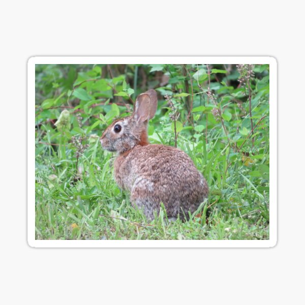 Item preview, Mr. Rabbit  designed and sold by Tonia Delozier's Photography .