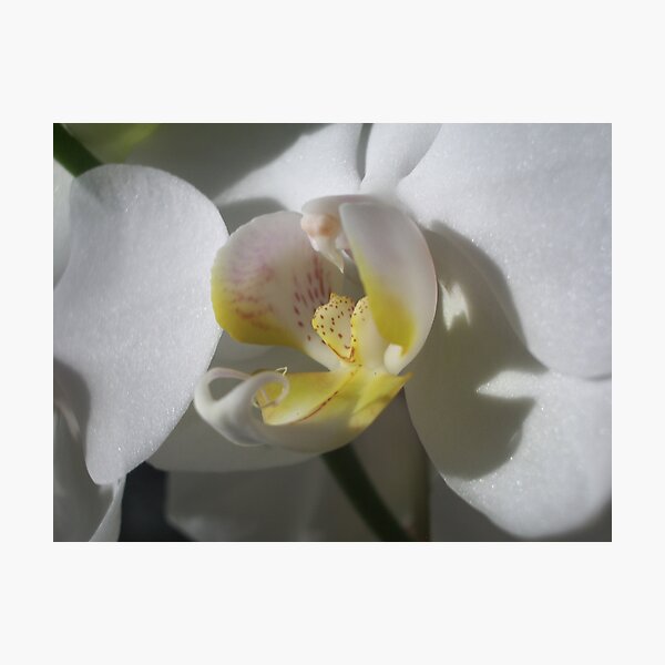 White Moth Photographic Print