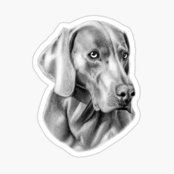 Aperçu de l'œuvre Dessin de Weimaraner | Magnifique dessin de chien créée et vendue par Portraits of Dogs.