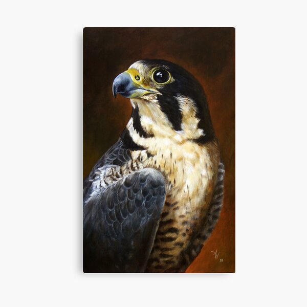 Proud - Peregrine Falcon Canvas Print