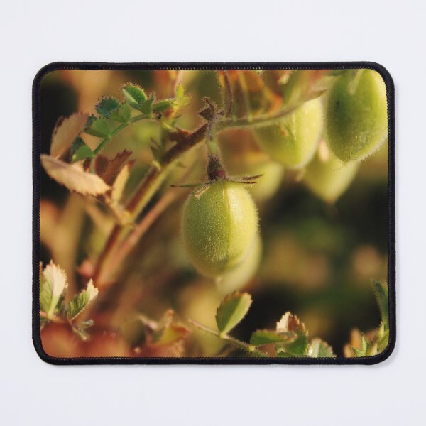 Item preview, Green Chickpeas on the Plant. designed and sold by VgBingi.