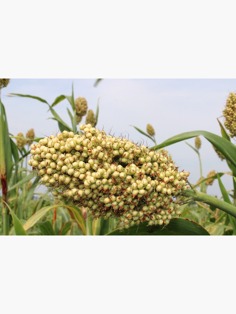 "Sorghum Grain Head." Sticker for Sale by VgBingi | Redbubble