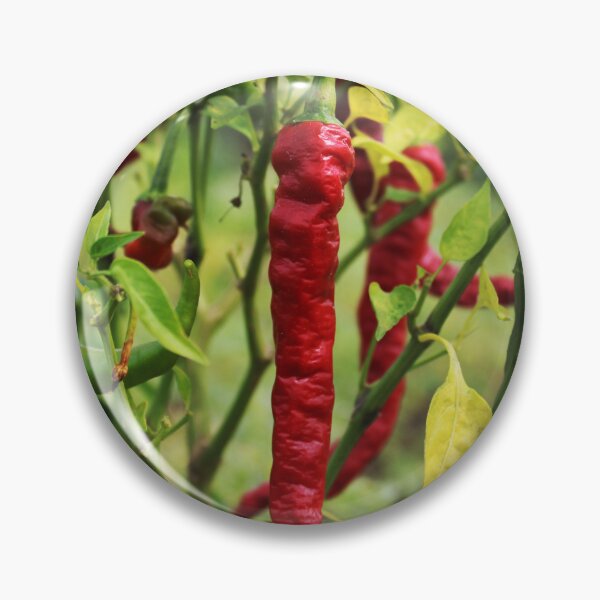 Item preview, Chillies are Hanging on the Plant. designed and sold by VgBingi.