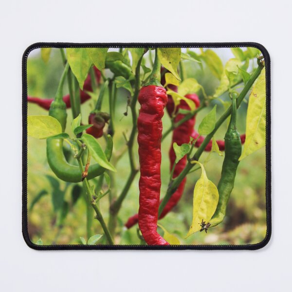 Item preview, Chillies are Hanging on the Plant. designed and sold by VgBingi.