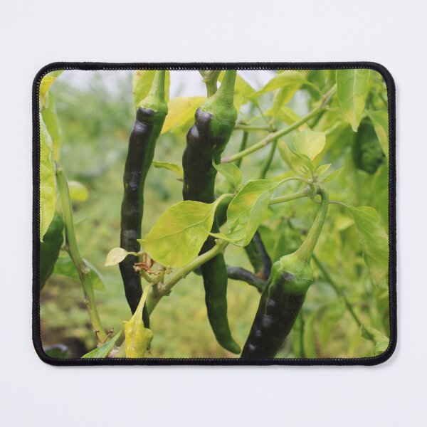 Item preview, Chillies are Hanging on the Plant. designed and sold by VgBingi.