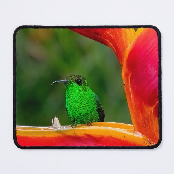 Item preview, Bright Green Hummingbird Perched on Red Flower designed and sold by SafariByMarisa.