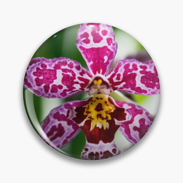 Item preview, Exotic Wilsonara Kolibri Orchid designed and sold by nastiaart.