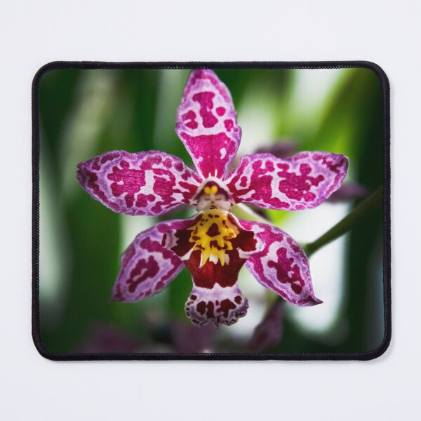 Item preview, Exotic Wilsonara Kolibri Orchid designed and sold by nastiaart.