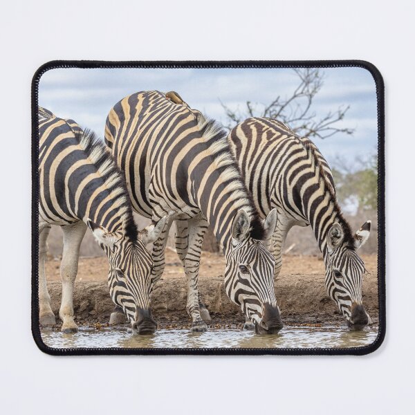 Item preview, Zebras drinking designed and sold by WadeBuchan.