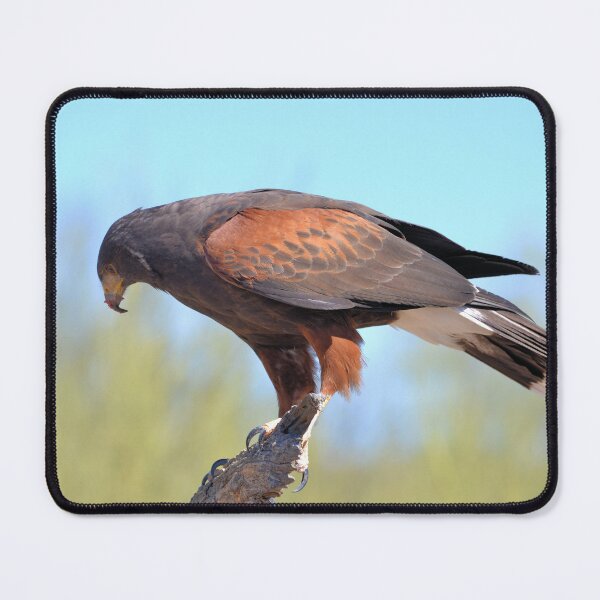 Item preview, Harris's Hawk in Profile designed and sold by Kathleen Brant.