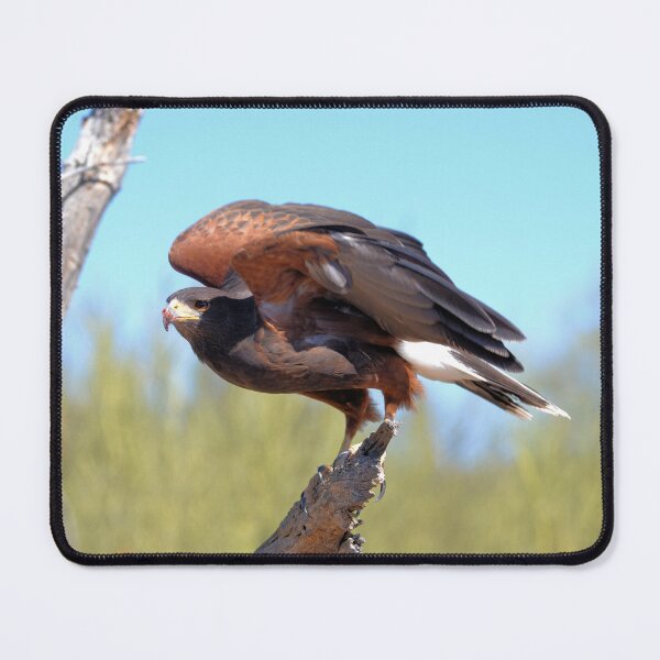 Item preview, Hawk Take Off designed and sold by Kathleen Brant.