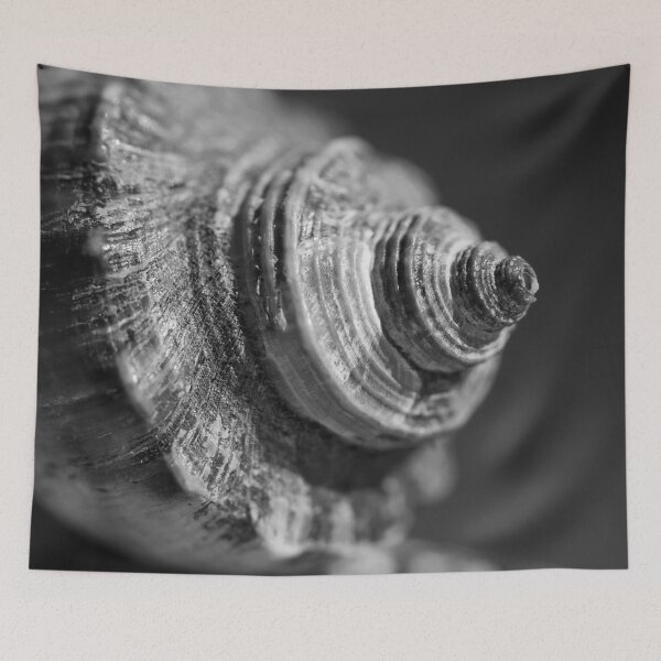 Artikelvorschau, Makro Meeresmuschel entworfen und verkauft von Dave Hare Photography.