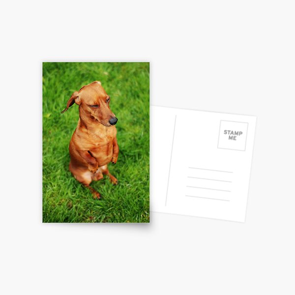 Item preview, miniature dachshund III designed and sold by spiralsofwhite.